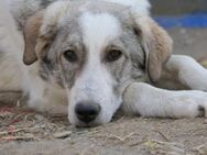 Helmi will nicht im Tierheim aufwachsen - Kallmünz