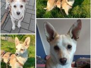 COCO -rundum tolles Hundekind- - Duisburg
