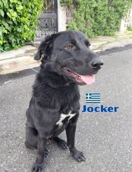 Jocker - Heppenheim (Bergstraße)
