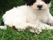 Maltipoo welpen - Paderborn