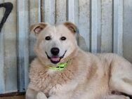 Artur, sucht einen Gnadenplatz - Bonndorf (Schwarzwald)