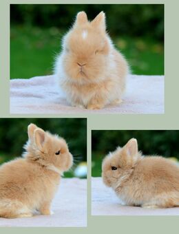 Minilop Zwergkaninchen Löwenköpfchen Zwergwidder - Steinfurt