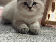 Reinrassig Bkh Kitten Junge - Kamp-Lintfort