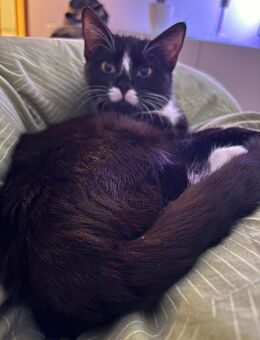 Liebevolle, aufgeweckte Katze in gute Hände abzugeben - Freital Zentrum