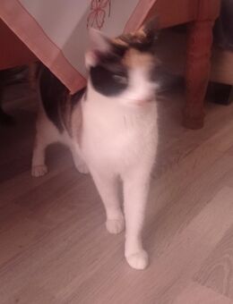 Glückskatze abzugeben - Seddiner See