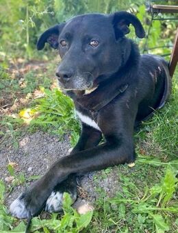 Hübscher Bean wartet in Deutschland - Sehnde