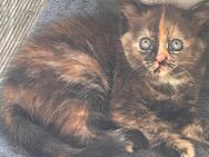 Katze Kätzchen abzugeben - Meinheim