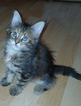 Nur noch 1 xxl maine coon kitten weibchen - Bad Kissingen