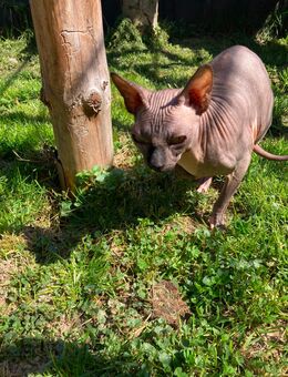 Sphinx - Weidhausen (Coburg)