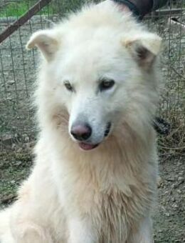 Mischlingsrüde Toby - Kierspe