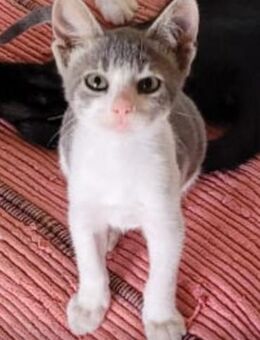 Findelkind Findus sucht sein Glück - Bergkirchen