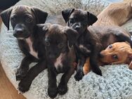 Süsse Mischlings Welpen - Pforzheim