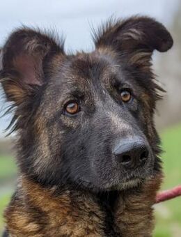 Kobra - Wer befreit sie aus ihrer Not? - Obertshausen