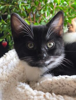 Katzenbabys Katzenkinder zu vermitteln - Frohburg