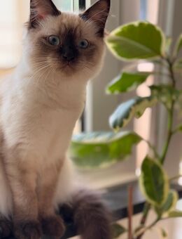 Siam kitten - Aachen