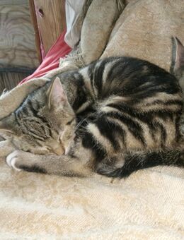Weißpfötchen, Maincoon Russisch-blau Mix 13 Wochen alt - Hamburg