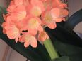Clivie Palmen Geldbaum Aloe Vera Drachenbaum usw. in 97464