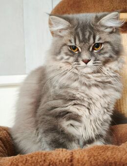 BKH/Blh Junge 22 Wochen - Wuppertal