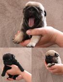 Wundervolle VDH Mopswelpen FCI in 39291