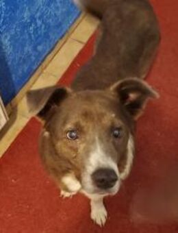 Snoopy - Schmusebedürftiger Kuschelbär - Freudenstadt