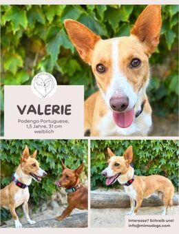 Valerie: Kleine Streunerin & Kuschelfan - Brühl (Nordrhein-Westfalen)
