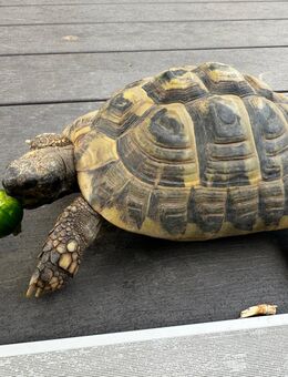Griechische Landschildkröte Männlich aus 2008 - Kronshagen
