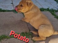 Sharpei-Collie-Welpen