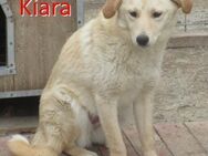 KIARA ❤ sucht Zuhause oder Pflegestelle - Langenhagen