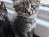 Mainecoon Siam Mixkitten - Schweinfurt