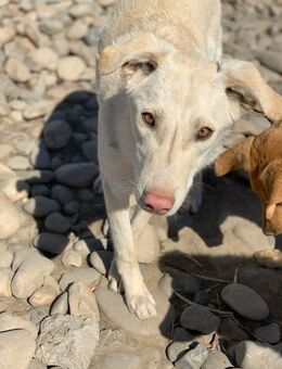 Ivar möchte dich zum strahlen bringen - Celle