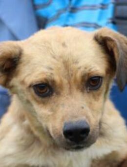 Camaro - kinderlieber Familienhund - Lohra