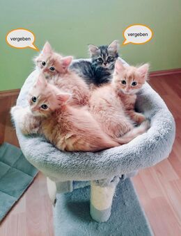 2 ganz wundervolle Maine-Coon-Mix-Kätzchen suchen das perfekte Zuhause - Kellinghusen