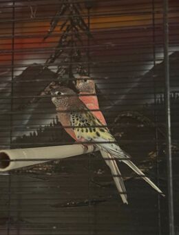 Verkaufe 2 bourkesittiche - Rostock Schmarl