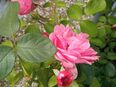 Mischlingswelpe gesucht in 29690