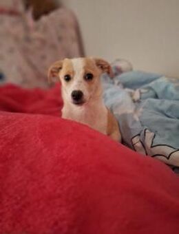 zuckersüße Josie sucht ihre Kuschelpartn - Neuberg