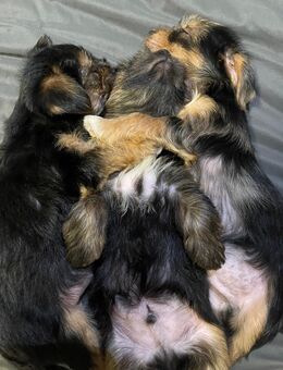 Unfassbar süße Yorkshire-Terrier-Welpen – verspielt, verkuschelt & bestens vorbereitet - München