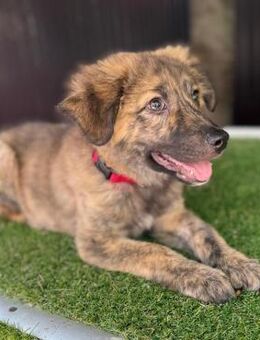 BINO - toller, lieber Welpenjunge <3 - Velbert
