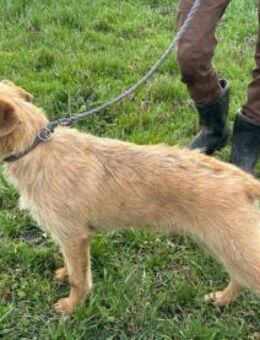 Jerry wünscht sich ein aktives Zuhause - Nordwalde