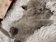 BKH Kitten - Wenden