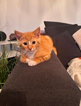 3 Kitten abzugeben 150€ vb - Vögelsen