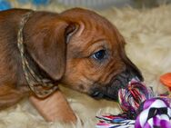 Wunderschöne Ridgeback Welpen - Moringen