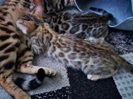 Bengalkitten/ Bengal Kitten - Duisburg