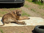 7 Monate alter Boxer-Labradormix Rüde - Stetten (Bayern)