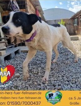 TARA - white & black & love,love,love... - Waakirchen