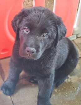 Labrador Mischling Welpen - Mudau