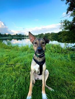 clevere Frida, Tierschutzhündin sucht - Köln