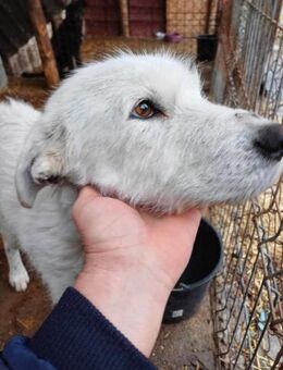 Snowy - unser Schneewittchen - Dreikirchen