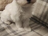 Havanese Malteser Welpen - Berlin