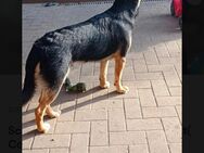 Schäferhund/Sheltie Mini Hovarwart (Collie) - Übach-Palenberg