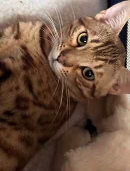 Bengal Kater mit Ahnentafel - Mönchengladbach